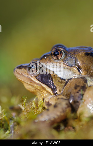 Grenouilles commun à l'époque du frai, Rana temporaria, district de Vechta, Niedersachsen, Allemagne Banque D'Images