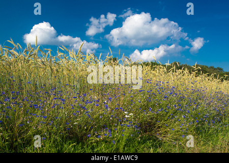 Dans le champ de seigle bleuet, Centaurea cyanus, goldenstedt, Brême, Basse-Saxe, Niedersachsen, Allemagne Banque D'Images