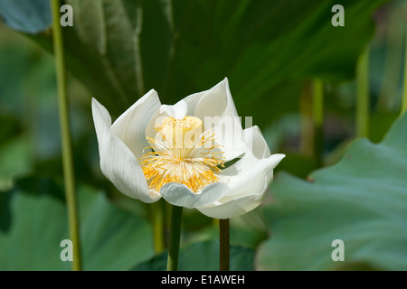 Lotus (Nelumbo nucifera) à l'Seewoosagur Ramgoolam, le Jardin botanique royal, de pamplemousses Ile Maurice Banque D'Images