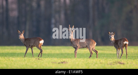 Les chevreuils mâles, Capreolus capreolus, Vechta, Niedersachsen, Basse-Saxe, Allemagne Banque D'Images