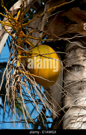 Une noix de coco pendu à un palmier ; Maurice, l'Océan Indien Banque D'Images