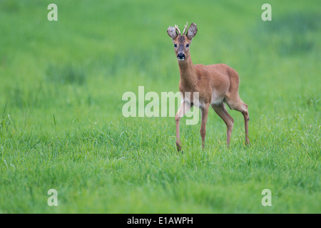 Buck, le chevreuil capreolus capreolus, Vechta, Niedersachsen, Basse-Saxe, Allemagne Banque D'Images