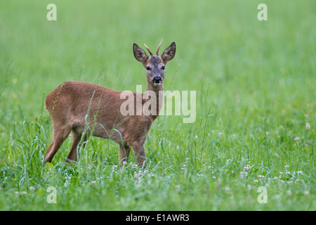 Buck, le chevreuil capreolus capreolus, Vechta, Niedersachsen, Basse-Saxe, Allemagne Banque D'Images