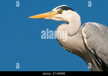 Héron cendré Ardea cinerea, Basse-Saxe, Allemagne Banque D'Images