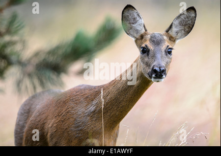 Doe, Capreolus capreolus, Vechta, Niedersachsen, Basse-Saxe, Allemagne Banque D'Images