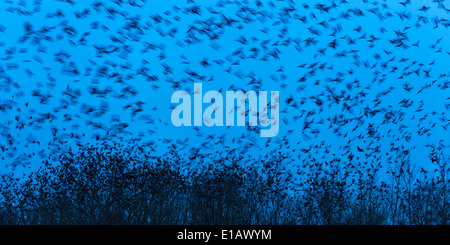 Flock of birds, Brême, Basse-Saxe, Allemagne Banque D'Images