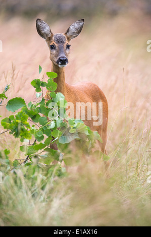 Doe, Capreolus capreolus, Vechta, Niedersachsen, Basse-Saxe, Allemagne Banque D'Images