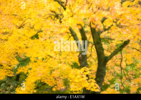 Érable (Acer) à l'automne, Basse-Saxe, Allemagne Banque D'Images