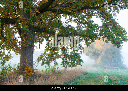 Arbre de chêne en automne, district de Vechta, Niedersachsen, Allemagne Banque D'Images