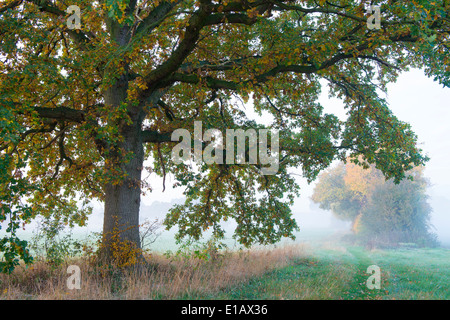 Arbre de chêne en automne, district de Vechta, Niedersachsen, Allemagne Banque D'Images