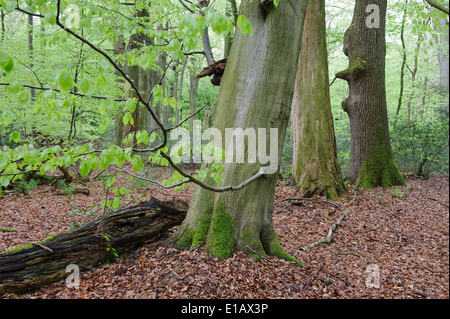 Forêt de hêtres, herrenholz, goldenstedt, district de Vechta, Niedersachsen, Allemagne Banque D'Images