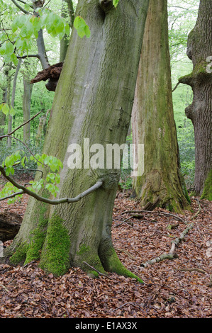 Forêt de hêtres, herrenholz, goldenstedt, district de Vechta, Niedersachsen, Allemagne Banque D'Images