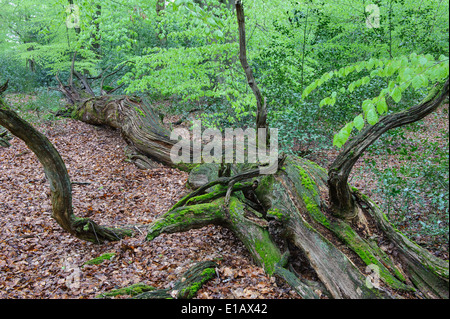 Forêt de hêtres, herrenholz, goldenstedt, district de Vechta, Niedersachsen, Allemagne Banque D'Images