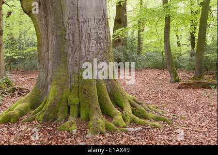 Forêt de hêtres, herrenholz, goldenstedt, district de Vechta, Niedersachsen, Allemagne Banque D'Images