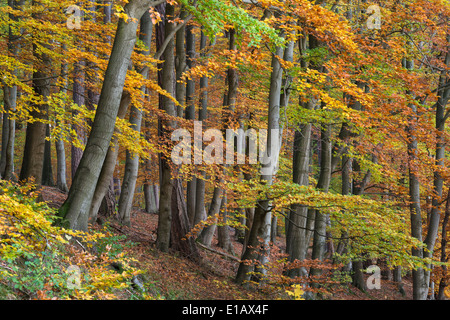 Forêt de hêtres, dammer berge, district de Vechta, Niedersachsen, Allemagne Banque D'Images