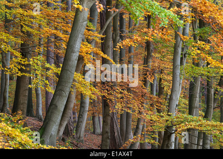 Forêt de hêtres, dammer berge, district de Vechta, Niedersachsen, Allemagne Banque D'Images