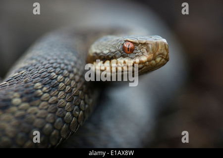L'additionneur européen commun, Vipera berus, goldenstedt, Basse-Saxe, Allemagne Banque D'Images