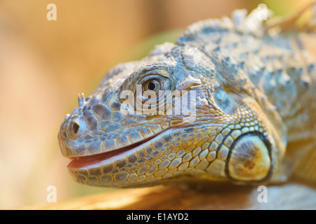 Animaux : close-up of green iguana, le fond flou, la lumière du soleil Banque D'Images