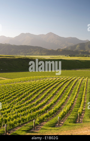 Des vignobles en bordure du lac Delta Heights Road, Renwick, près de Blenheim, région de Marlborough, île du Sud, Nouvelle-Zélande, Pacifique Sud Banque D'Images