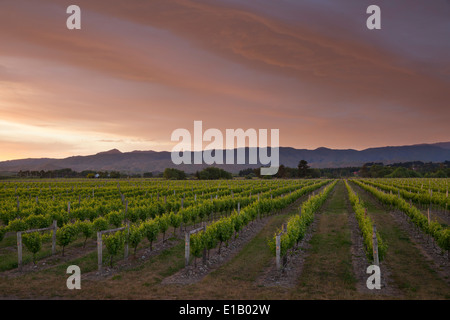 Vignoble de l'aube, Renwick, près de Blenheim, région de Marlborough, île du Sud, Nouvelle-Zélande, Pacifique Sud Banque D'Images