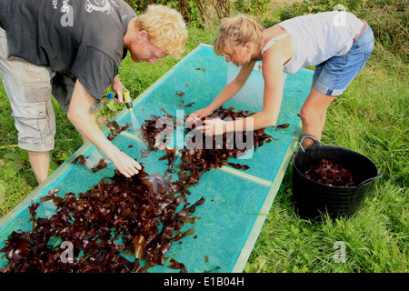 Caroline Warwick-Evans et Tim van Berkel la récolte des algues sur le lézard dans south Cornwall, ils le vendent à des restaurants. Banque D'Images