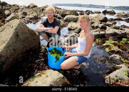 Caroline Warwick-Evans et Tim van Berkel la récolte des algues sur le lézard dans south Cornwall, ils le vendent à des restaurants. Banque D'Images