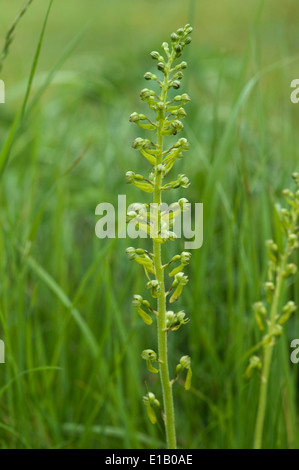 La floraison, listère commune Neottia ovata, une orchidée originaire de Grande-Bretagne, des pays européens et de l'himalaya Banque D'Images