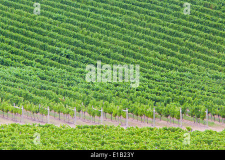 Vignes en vendanges tardives dans un vignoble dans la vallée de Yarra, Australie Banque D'Images