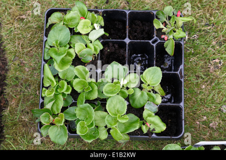 Begonias à feuilles vertes dans un plateau en plastique noir en attente d'être planté, Écosse, Royaume-Uni Banque D'Images