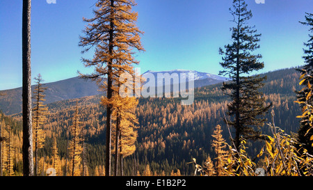 Elk Meadows Road et East Fork de Lolo Creek Road5 Banque D'Images