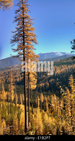 Elk Meadows Road et East Fork de Lolo Creek Road6 Banque D'Images