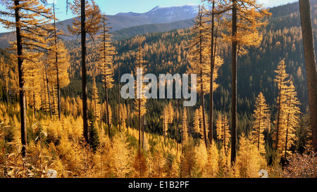 Elk Meadows Road et East Fork de Lolo Creek Road4 Banque D'Images