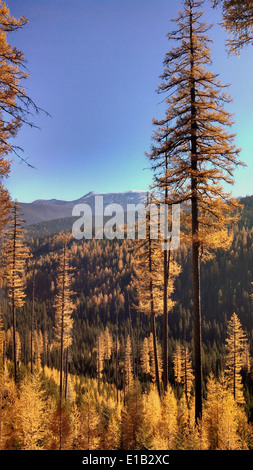 Elk Meadows Road et East Fork de Lolo Creek Road3 Banque D'Images