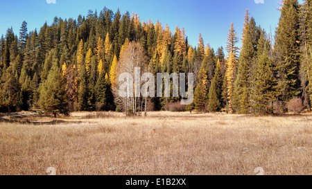 Elk Meadows Road et East Fork de Lolo Creek Road8 Banque D'Images