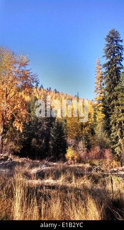 Elk Meadows Road et East Fork de Lolo Creek Road2 Banque D'Images