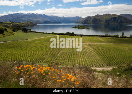 Vignoble de Rippon sur le lac Wanaka Banque D'Images