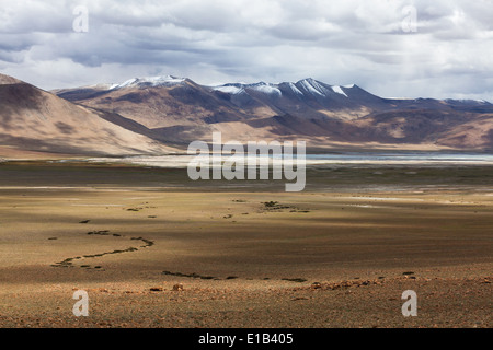 Paysage dans la région de Tso Kar, Rupshu, Changtang, le Ladakh, le Jammu-et-Cachemire, l'Inde Banque D'Images