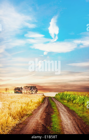 Scène rurale tranquille avec route entre deux champs. Profondeur de champ. Banque D'Images