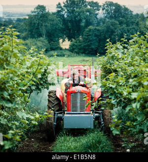 La pulvérisation de vignes dans un vignoble britannique Banque D'Images