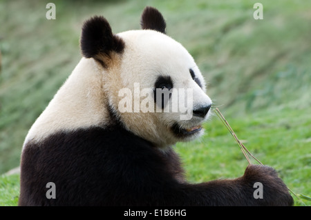 Adultes rares grand panda eating bamboo Banque D'Images