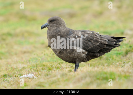 Labbe antarctique (Stercorarius antarcticus) debout dans l'herbe. Banque D'Images