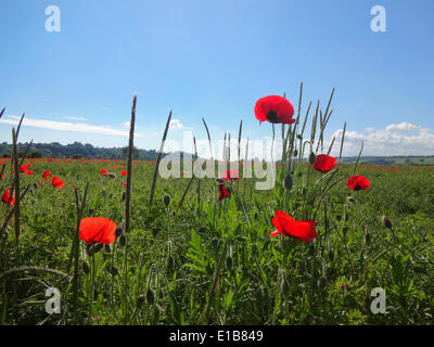 Winchelasea, East Sussex, Royaume-Uni..29 mai 2014..un après-midi ensoleillé et glorieux dans la campagne East Sussex. Les coquelicots sont magnifiques dans les champs près de Winchelamer. Banque D'Images