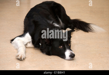 Chien Noir et blanc se trouvant sur le plancher Banque D'Images