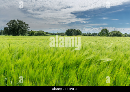 Les cultures en champ à Budworth, près de Northwich, Cheshire. Au sud de Warrington Banque D'Images