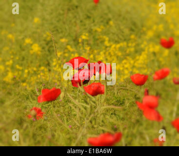 Rye, East Sussex, Royaume-Uni..29 Mai 2014..un glorieux après-midi chaud et ensoleillé dans la campagne du Sussex de l'Est. Magnifique regard coquelicots dans les champs à proximité de Winchelsea.David Burr/Alamy Live News Banque D'Images