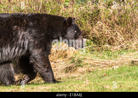 L'ours noir (Ursus americanus) se promènent dans la ville et périphérie de Waterton, à la recherche de nourriture. Le parc national de Waterton, Alb Banque D'Images