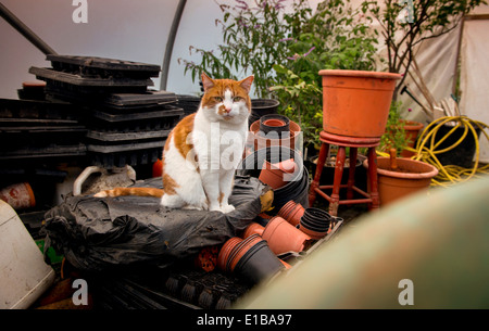 Un regard derrière les coulisses du Château d'Arundel, qui se préparent à ouvrir au public après l'hiver. Un chat dans le rempotage. Banque D'Images