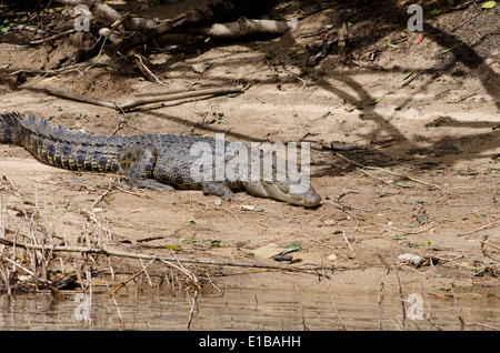 L'Australie, Queensland, Daintree. Parc national de Daintree, Daintree River. Grand saltwater crocodile. Banque D'Images