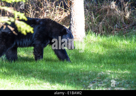 L'ours noir (Ursus americanus) se promènent dans la ville et périphérie de Waterton, à la recherche de nourriture. Le parc national de Waterton, Alb Banque D'Images