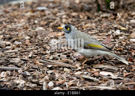 L'Australie, NSW, Sydney, Royal Botanic Gardens. Noisy Miner bird (WILD : Manorina melanocephala) sur le sol. Banque D'Images